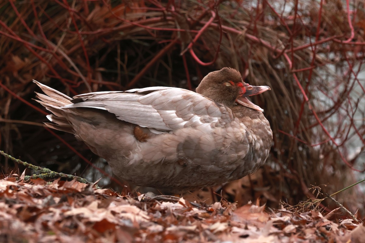 Muscovy Duck (Domestic type) - ML627836939