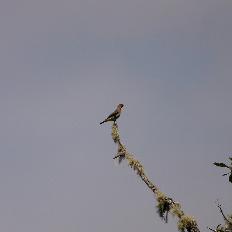Chestnut-crested Cotinga - ML627836952