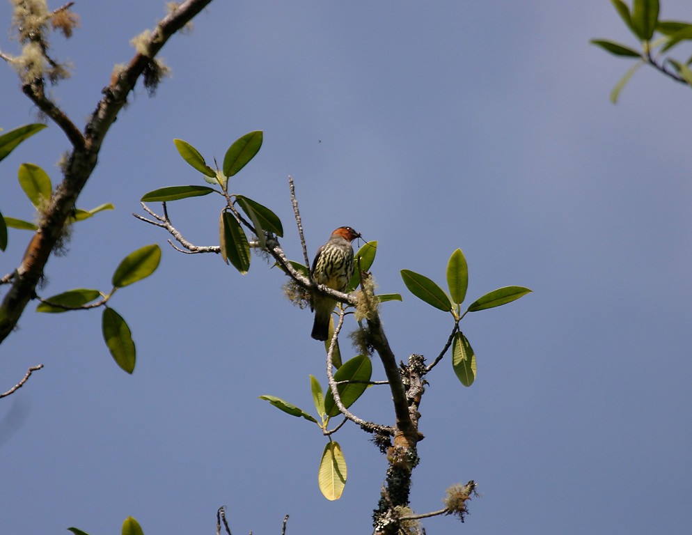 Chestnut-crested Cotinga - ML627836953
