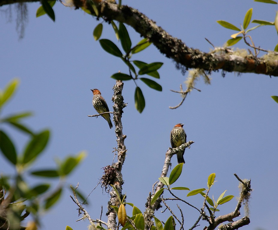 Chestnut-crested Cotinga - ML627836954
