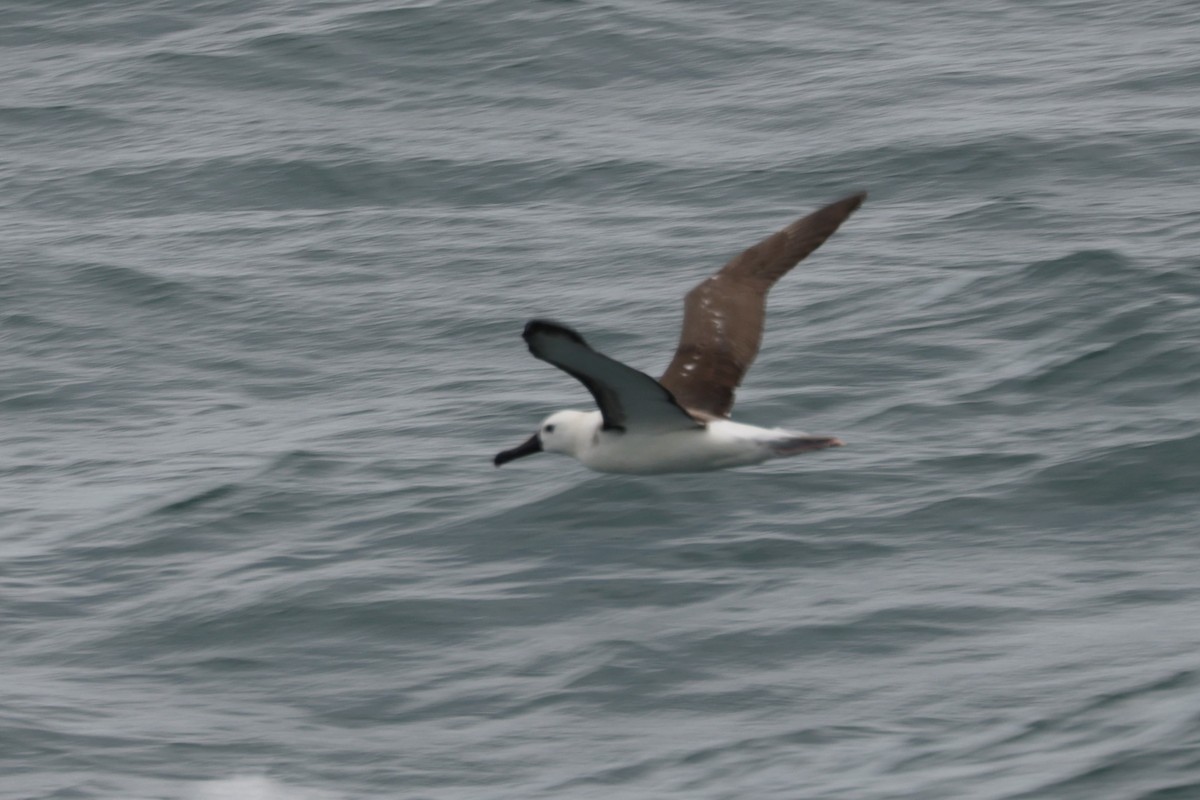 Atlantic Yellow-nosed Albatross - ML627837113