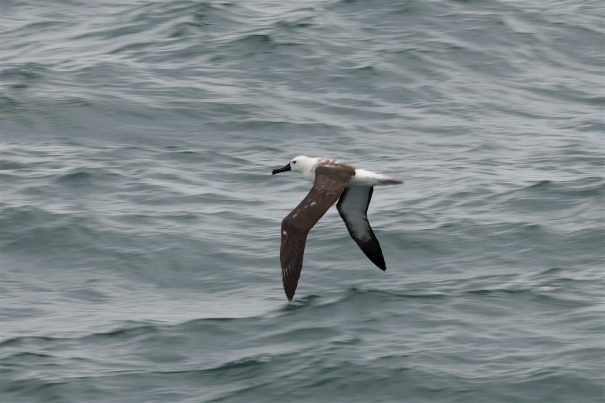 Atlantic Yellow-nosed Albatross - ML627837114