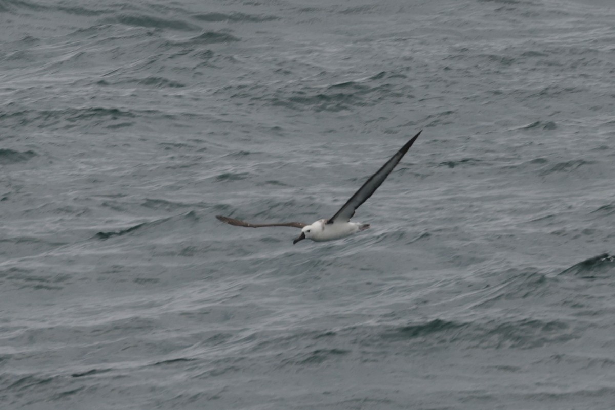 Atlantic Yellow-nosed Albatross - ML627837116