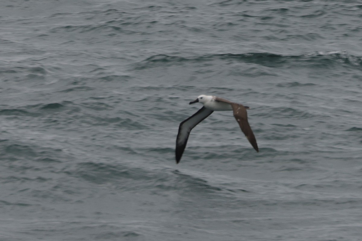 Atlantic Yellow-nosed Albatross - ML627837117