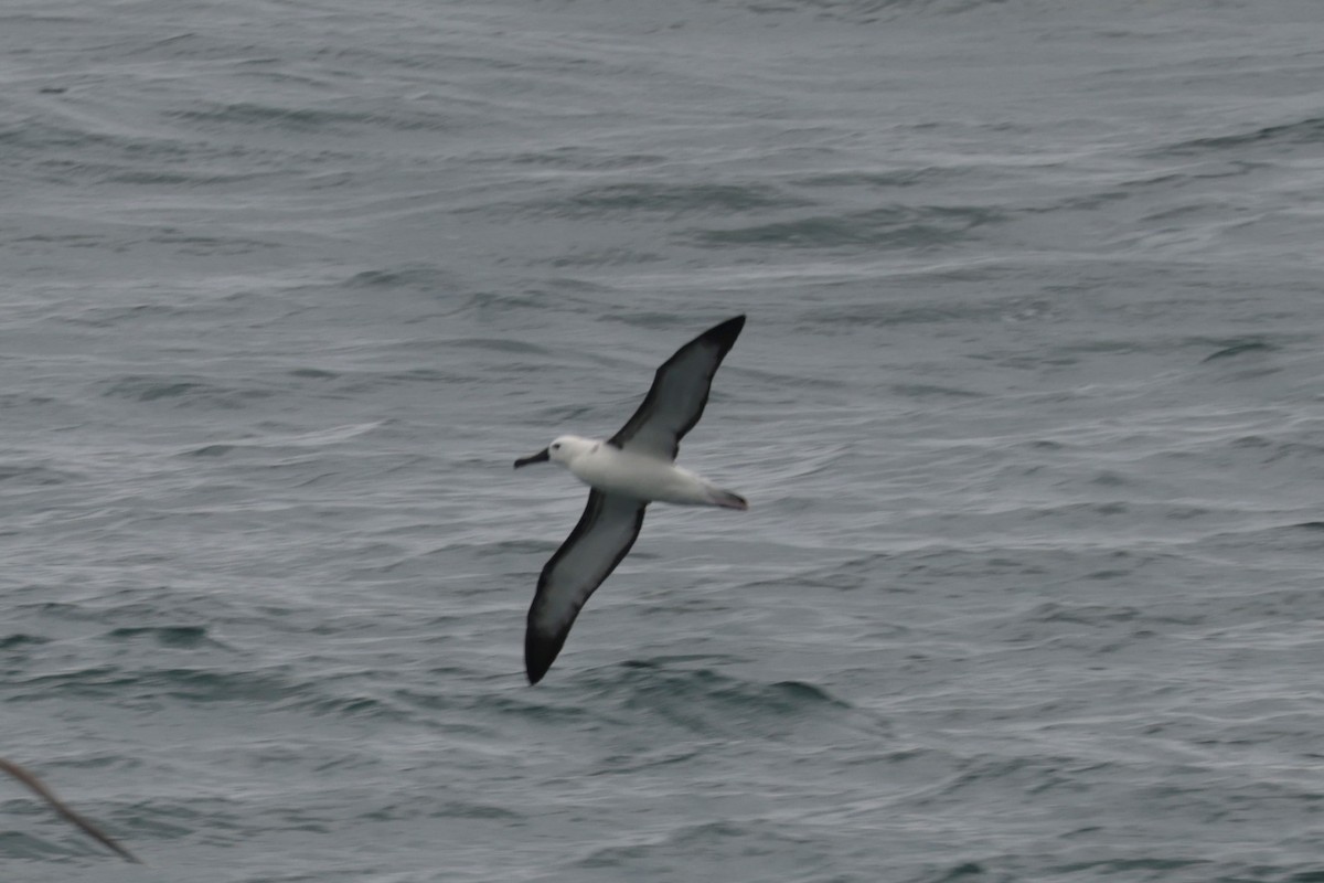 Atlantic Yellow-nosed Albatross - ML627837118