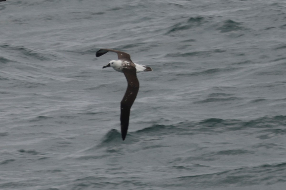 Atlantic Yellow-nosed Albatross - ML627837119