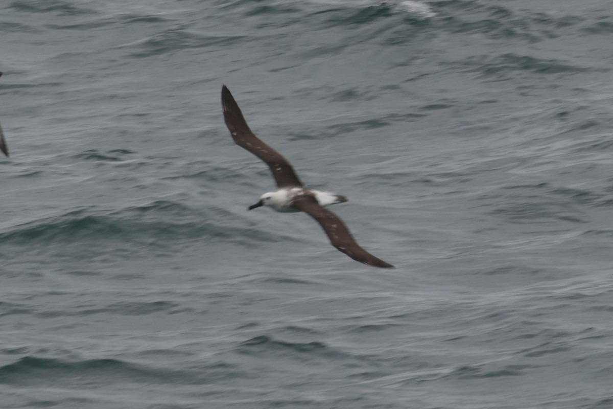 Atlantic Yellow-nosed Albatross - ML627837120