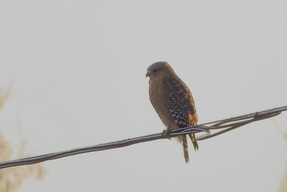 Red-shouldered Hawk - ML627837172