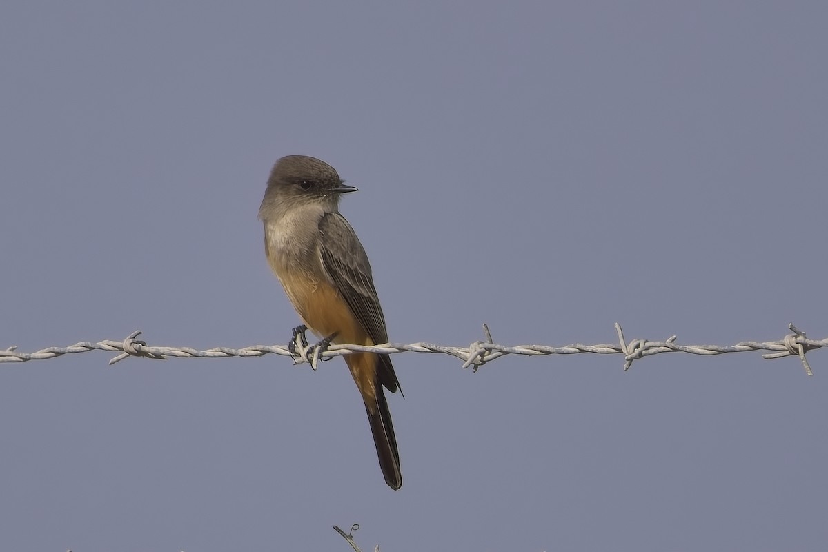 Say's Phoebe - ML627837182