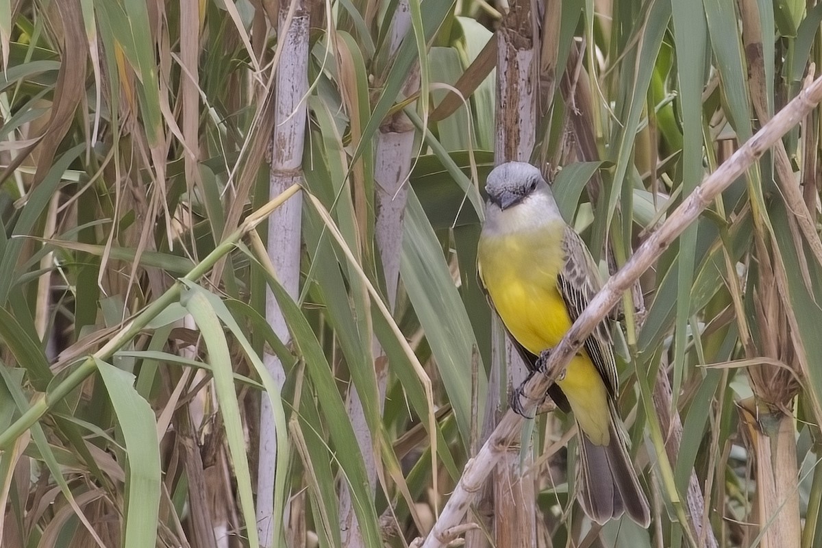 Tropical Kingbird - ML627837185