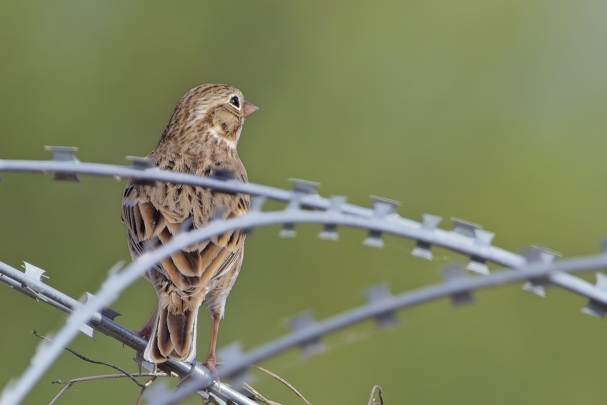 Vesper Sparrow - ML627837206