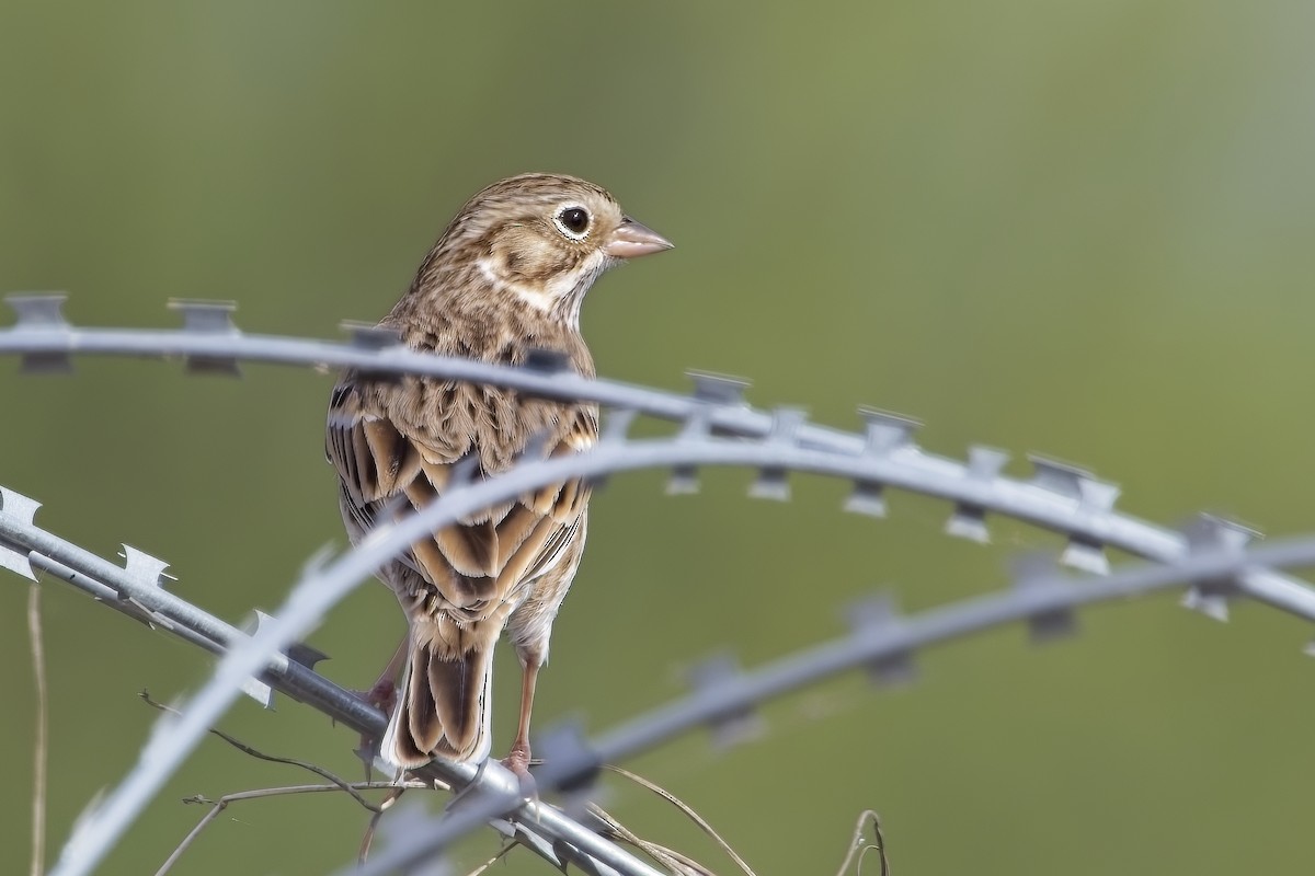 Vesper Sparrow - ML627837207