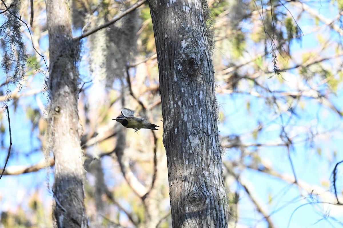 Yellow-bellied Sapsucker - ML627837215