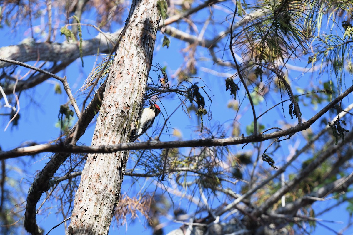 Yellow-bellied Sapsucker - ML627837222