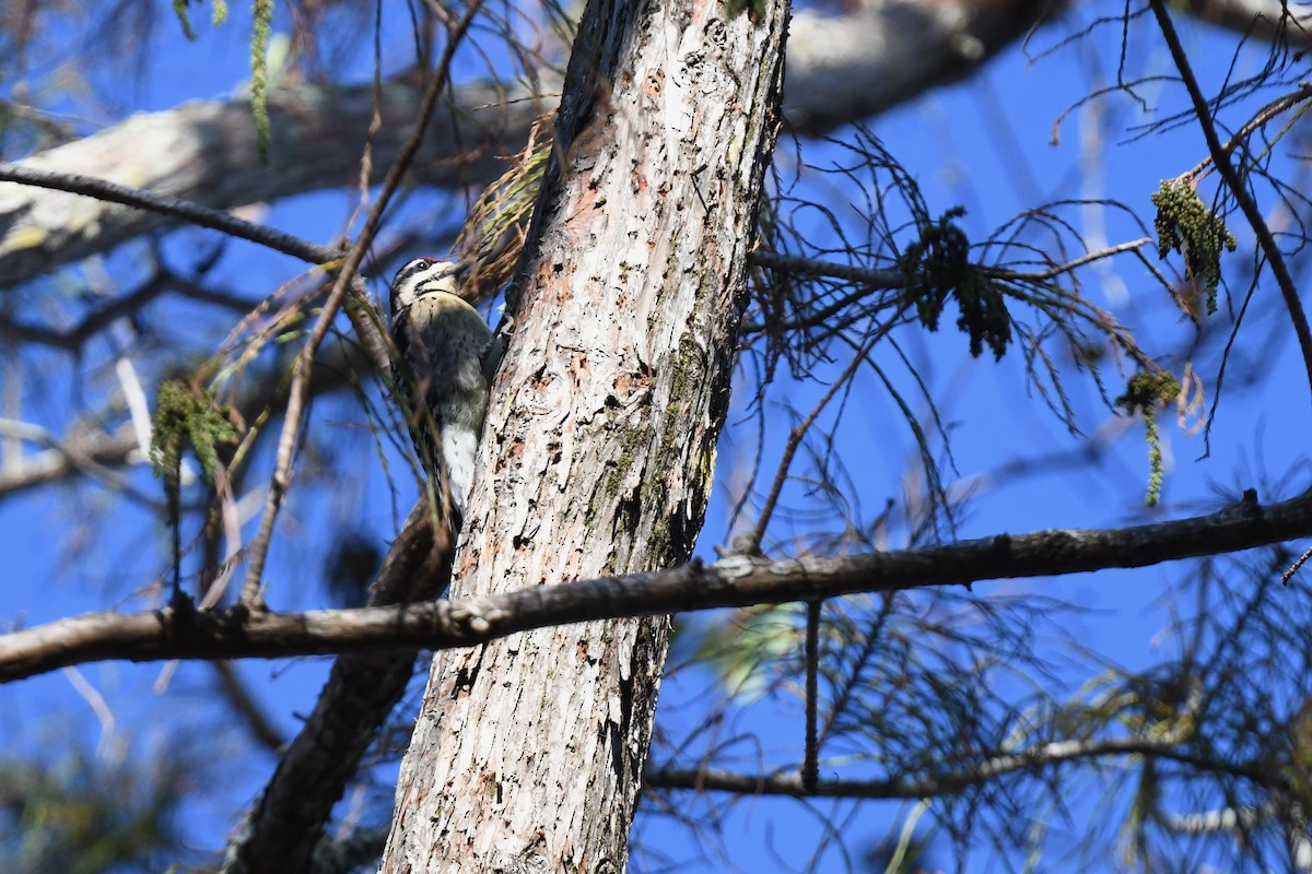 Yellow-bellied Sapsucker - ML627837225