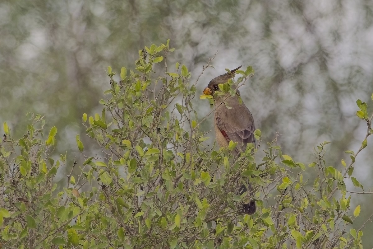 Pyrrhuloxia - ML627837227