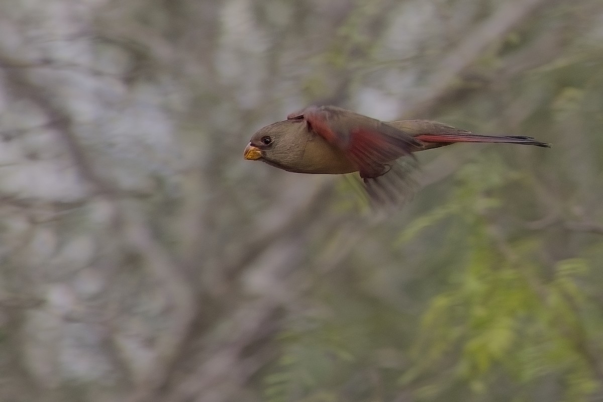 Pyrrhuloxia - ML627837228