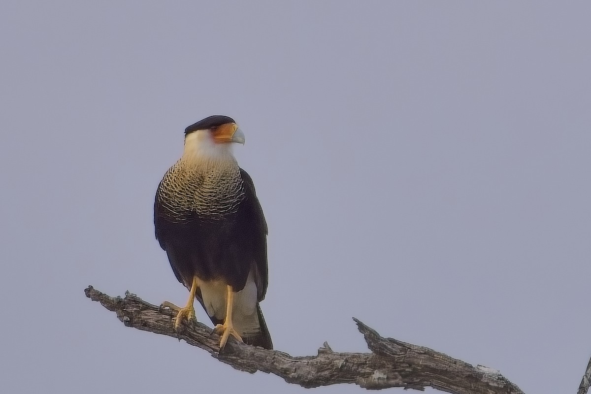 Crested Caracara - ML627837251