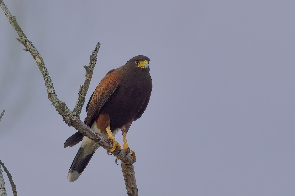 Harris's Hawk - ML627837260