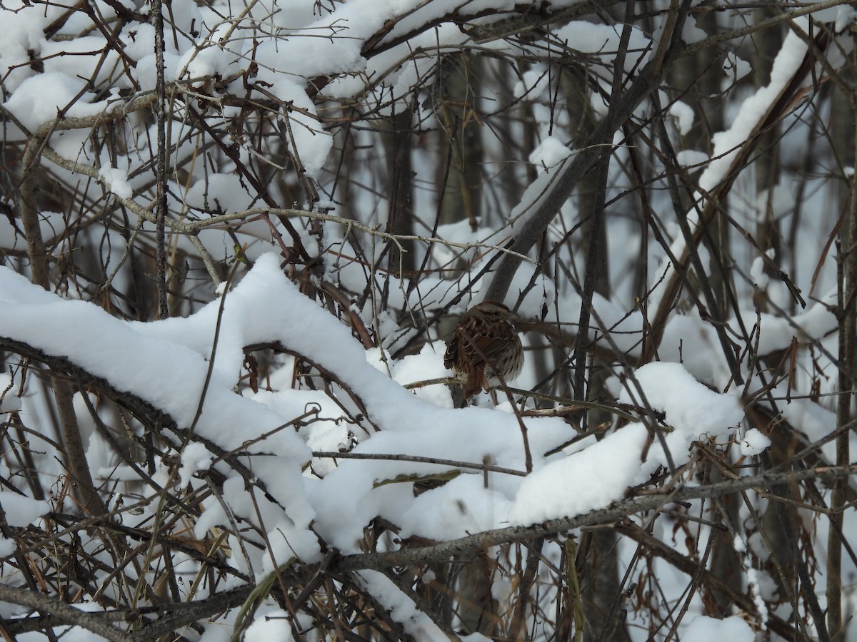 Song Sparrow - ML627837263