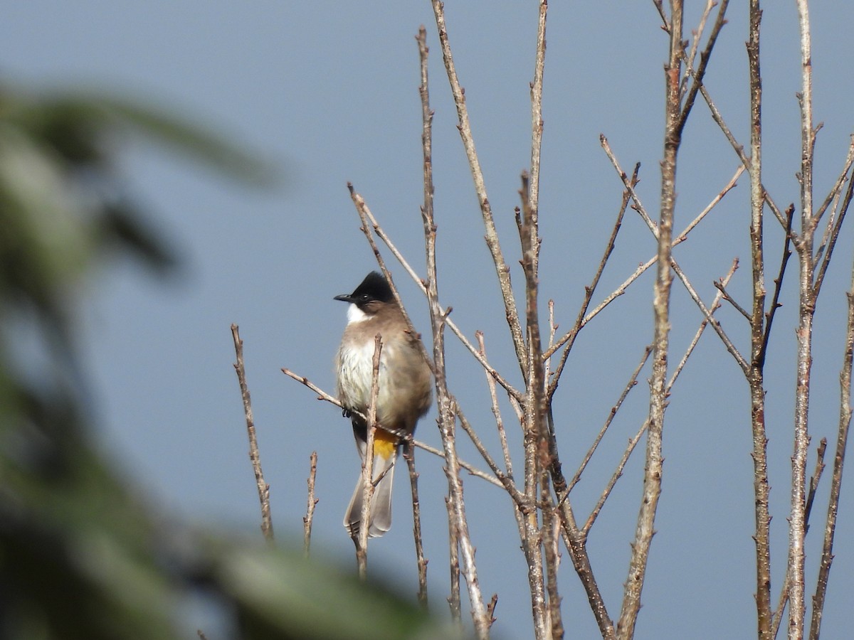 Bulbul à poitrine brune - ML627837314