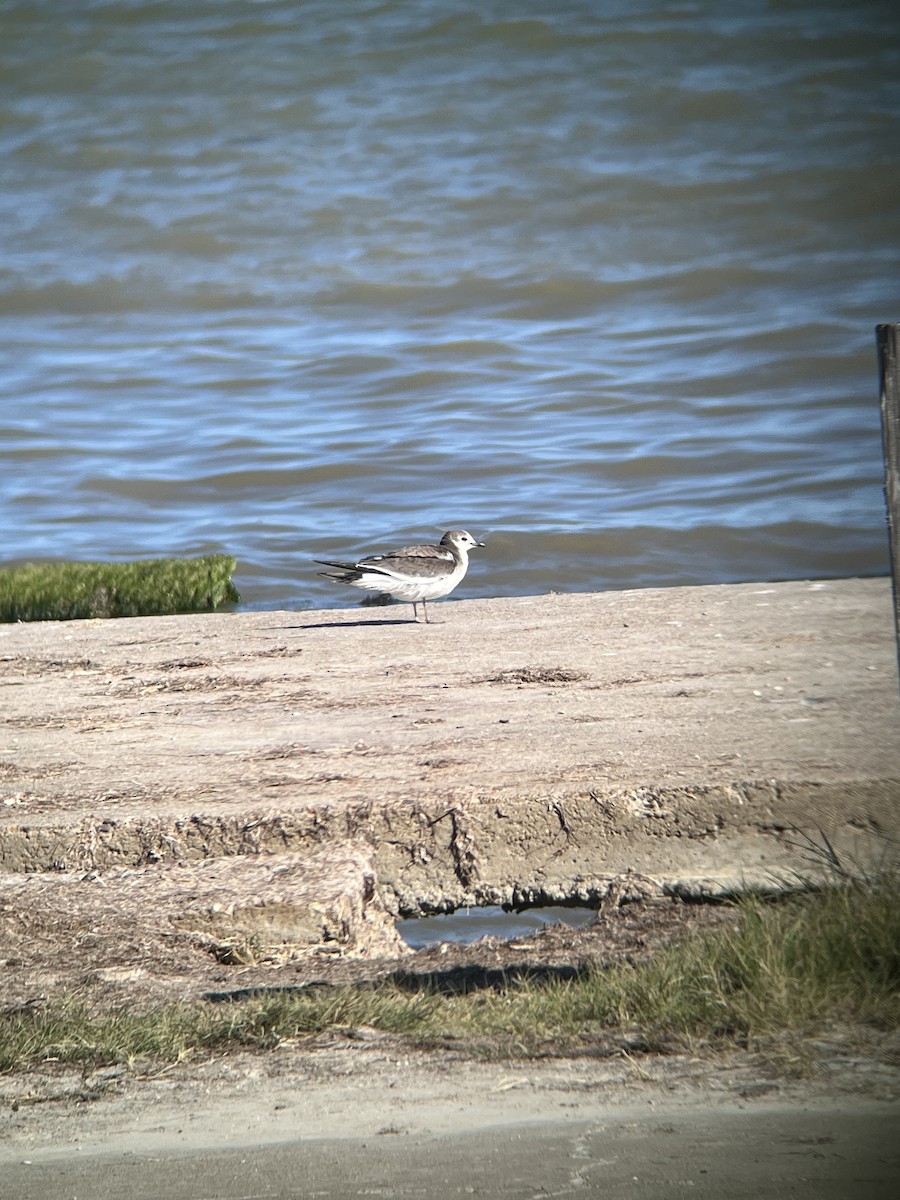 Sabine's Gull - ML627837321