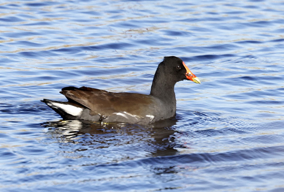 Common Gallinule - ML627837330