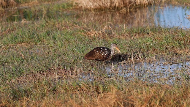 Limpkin (Speckled) - ML627837334