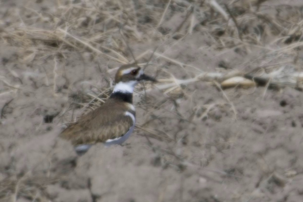 Killdeer - ML627837352