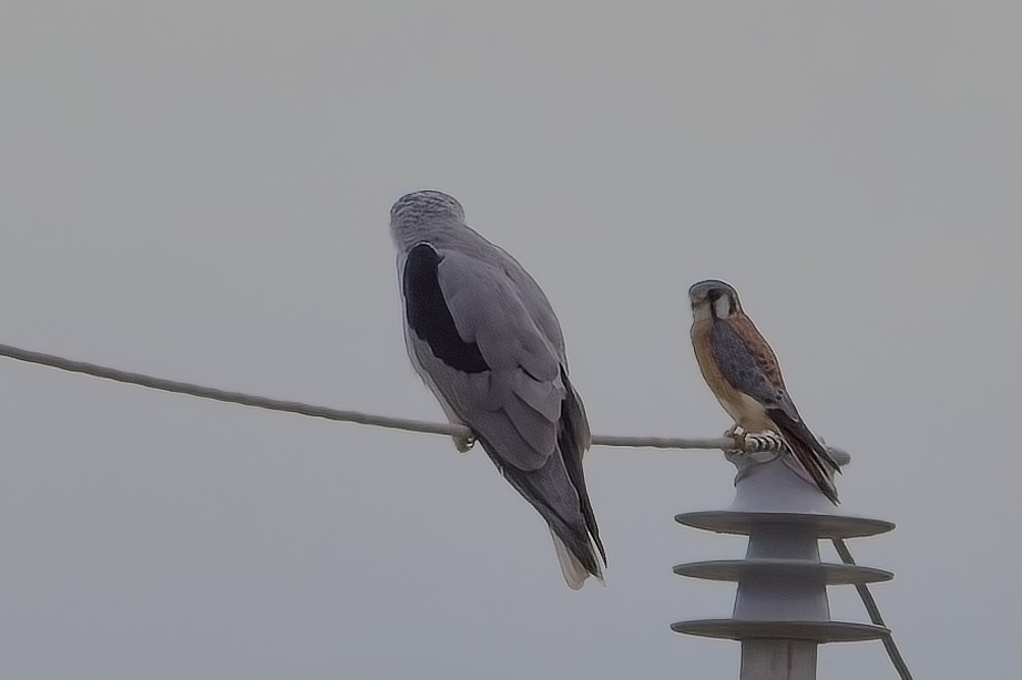 White-tailed Kite - ML627837387