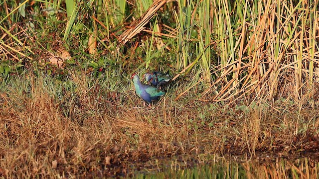 Gray-headed Swamphen - ML627837388