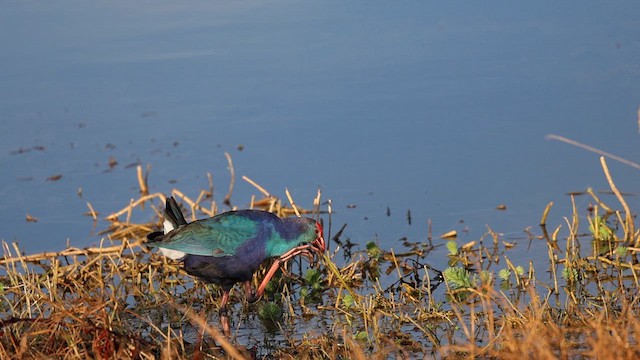 Gray-headed Swamphen - ML627837389