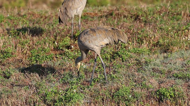 Sandhill Crane (Florida) - ML627837429