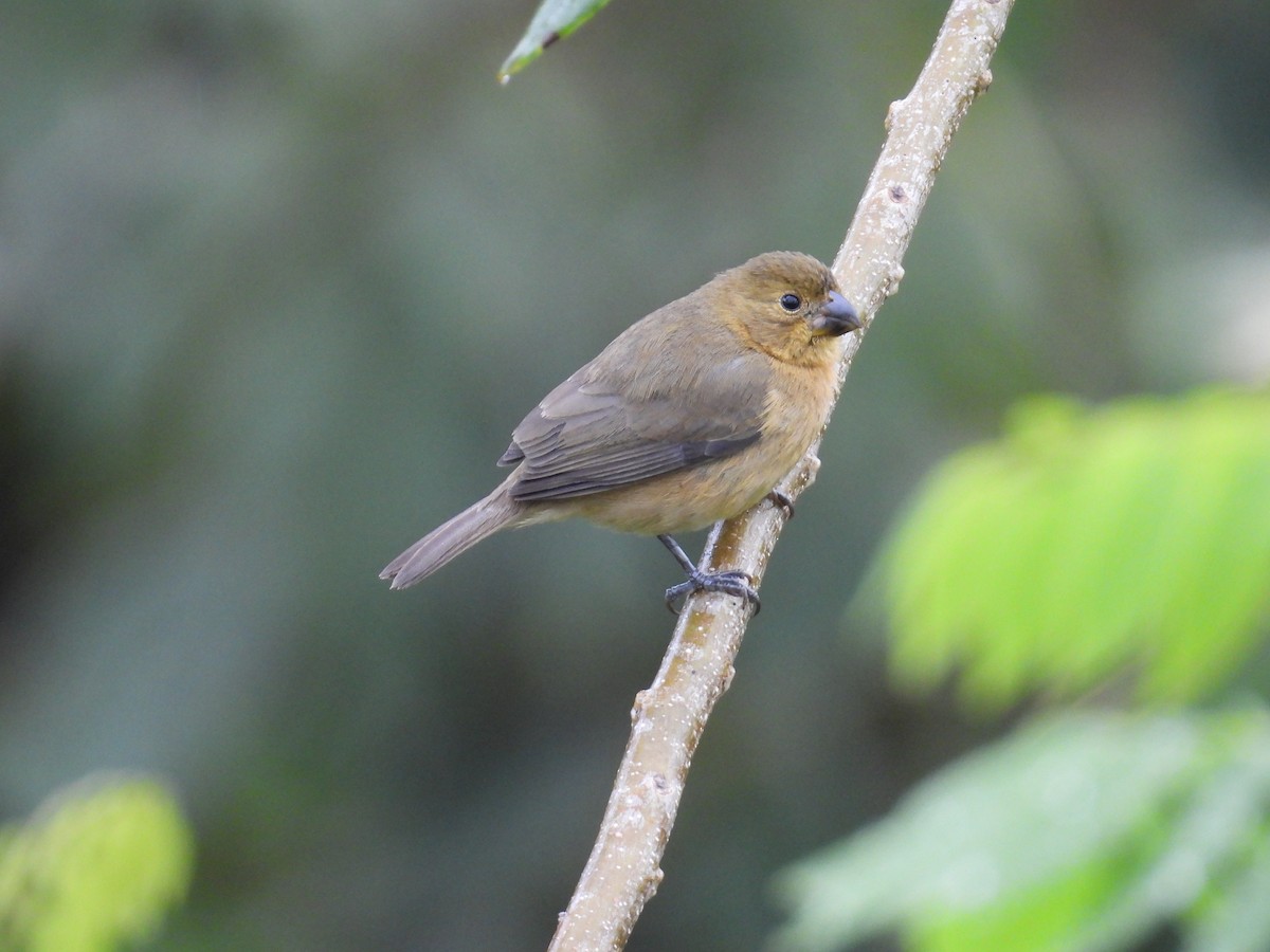 Yellow-bellied Seedeater - ML627837449