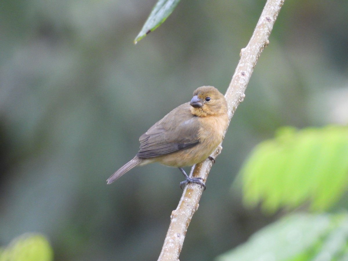 Yellow-bellied Seedeater - ML627837450