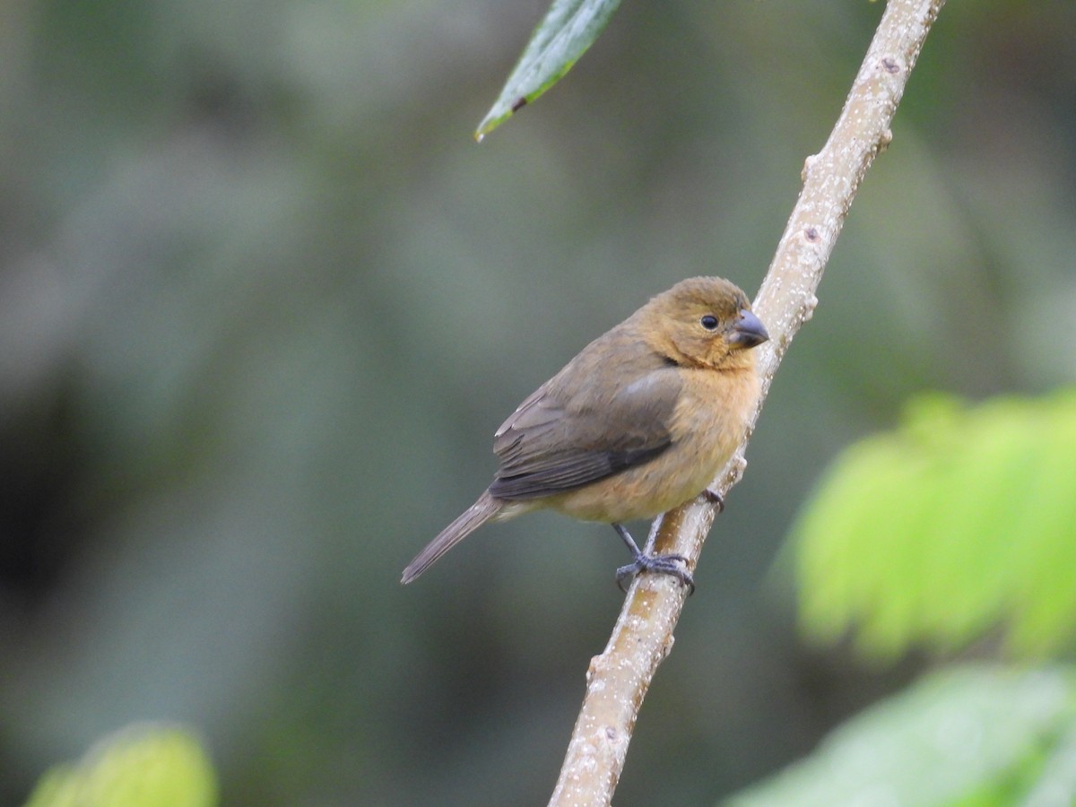 Yellow-bellied Seedeater - ML627837451