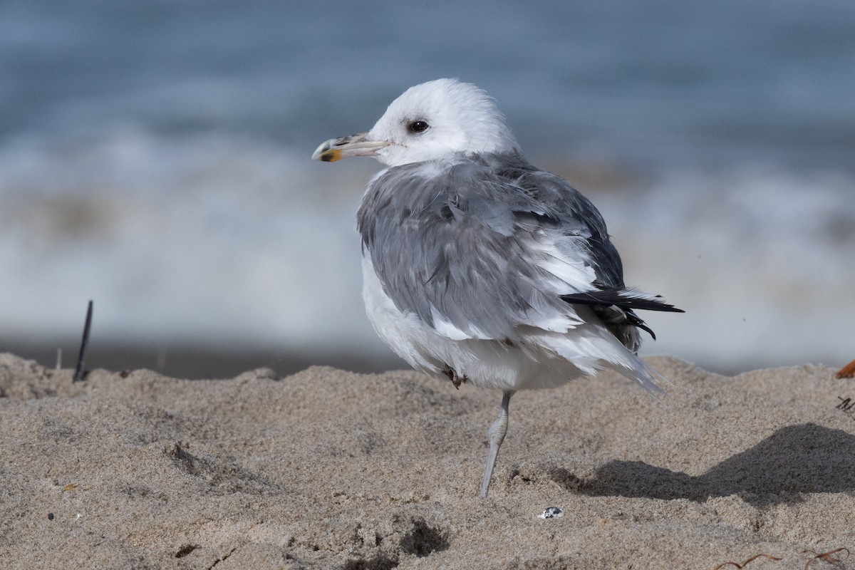 California Gull - ML627837489