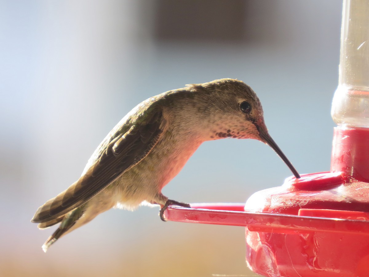 Anna's Hummingbird - ML627837502