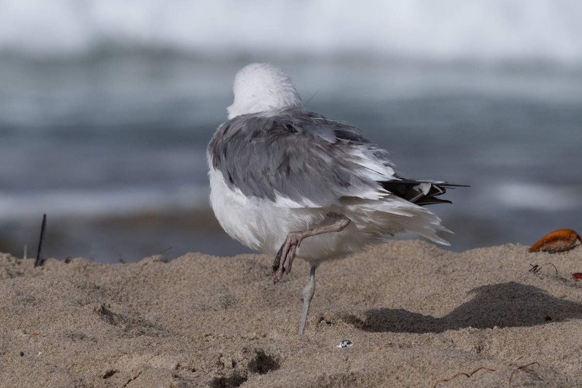 California Gull - ML627837506