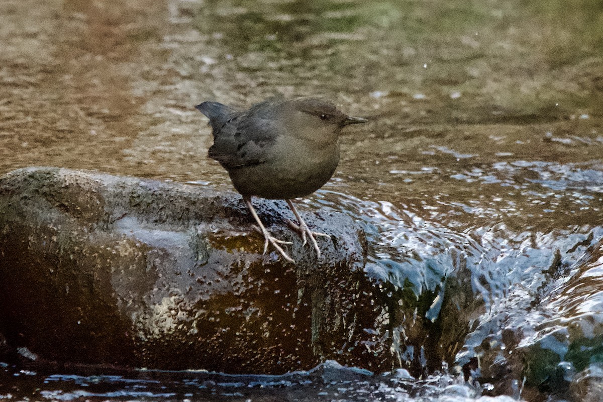 American Dipper - ML627837538