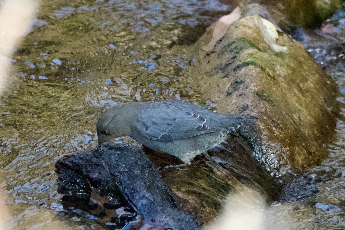 American Dipper - ML627837539