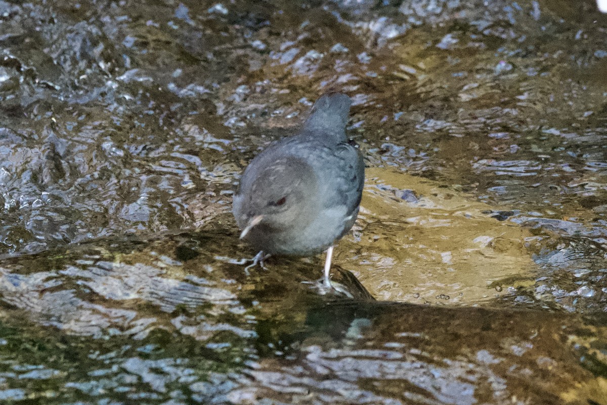 American Dipper - ML627837540