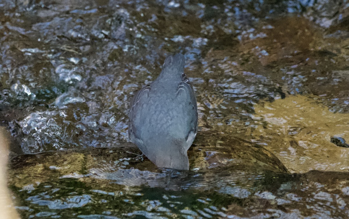 American Dipper - ML627837541