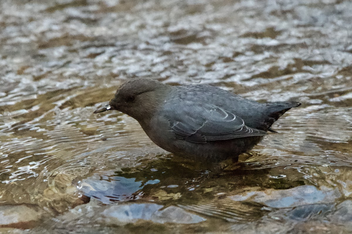 American Dipper - ML627837542