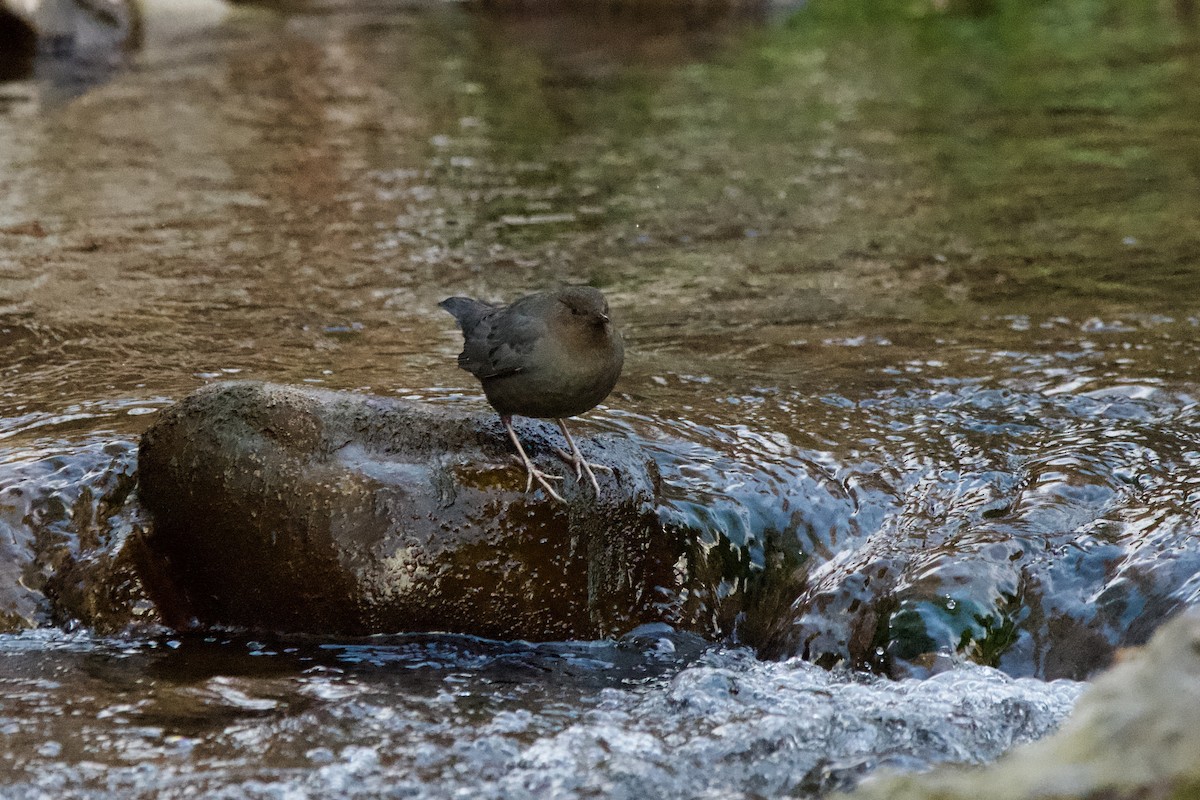 American Dipper - ML627837543