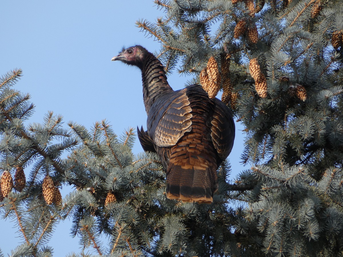 Wild Turkey - ML627837577