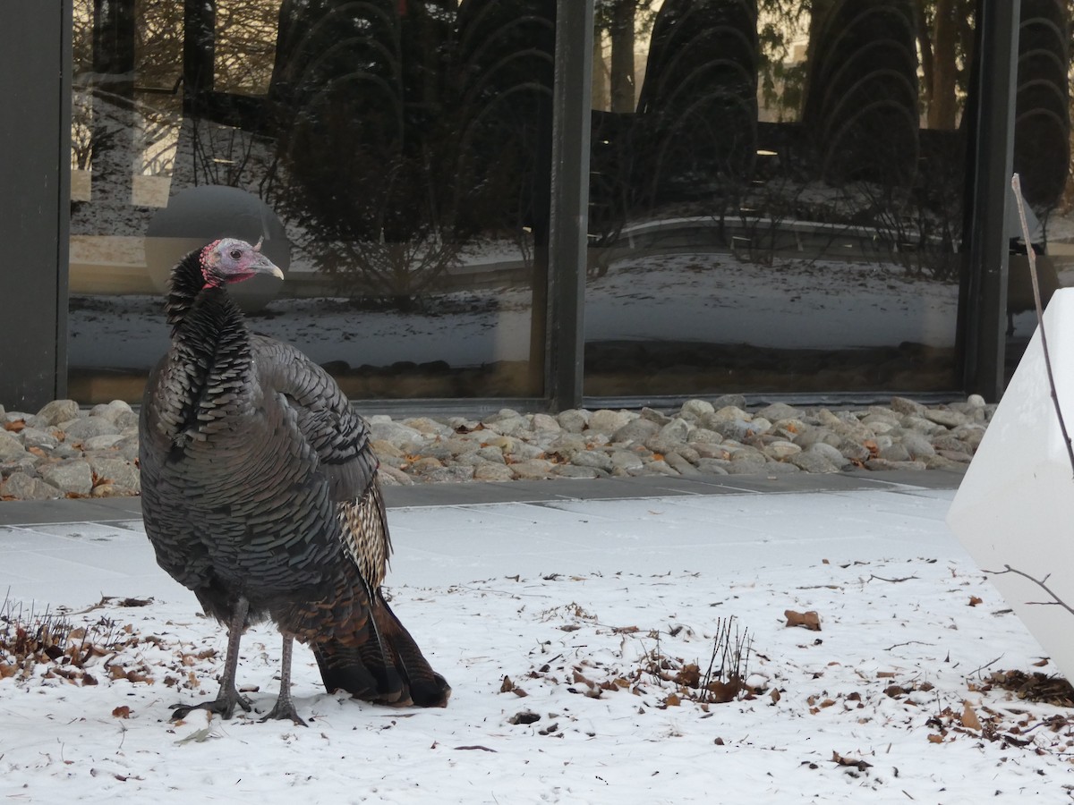 Wild Turkey - ML627837580