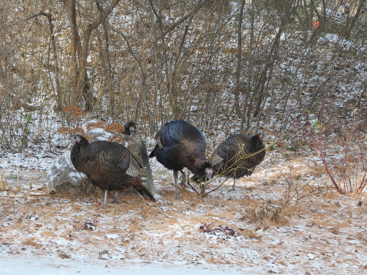 Wild Turkey - ML627837581