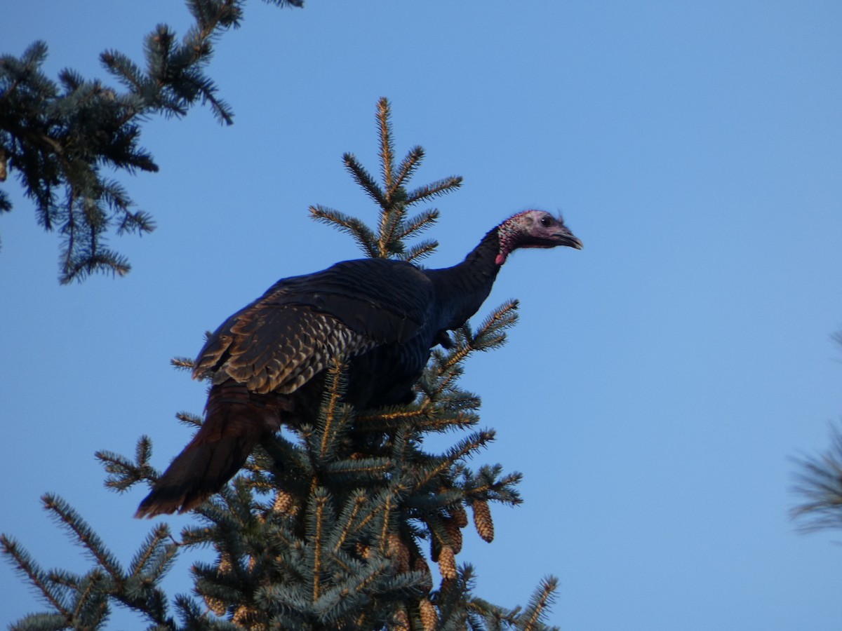 Wild Turkey - ML627837583