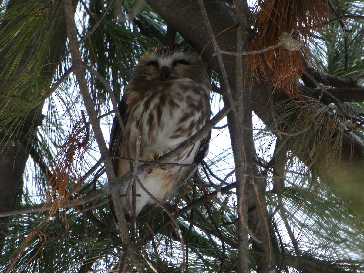 Northern Saw-whet Owl - ML627837611